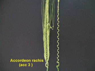 Accordeon rachis