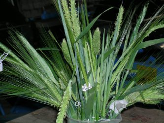 barley mutants