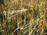 barley
