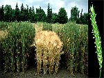 barley and wheat