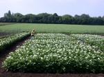 potato field