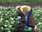 potato field